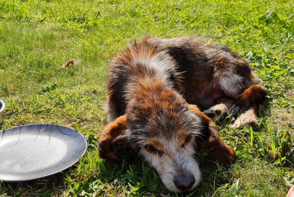 Fundmeldung Hund rassenmischung Männliche Le Conquet Frankreich