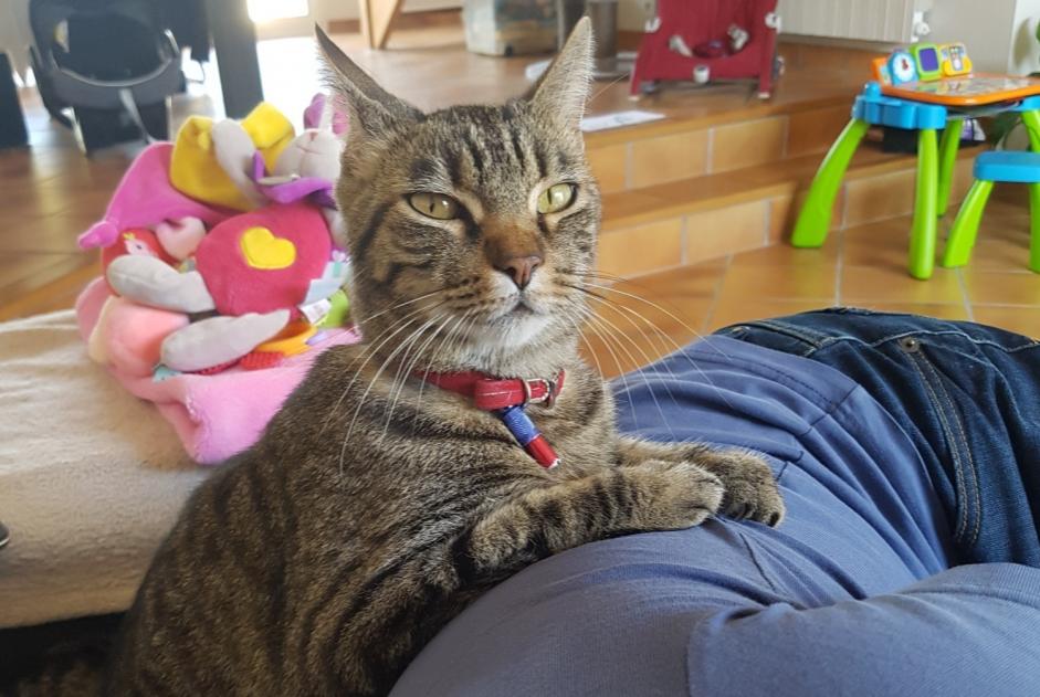 Vermisstmeldung Katze  Männliche , 12 jahre Périgny Frankreich