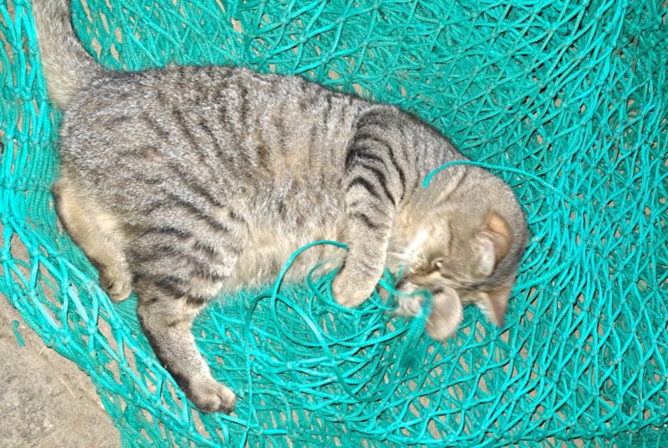 Vermisstmeldung Katze rassenmischung Männliche , 4 jahre Plonéour-Lanvern Frankreich