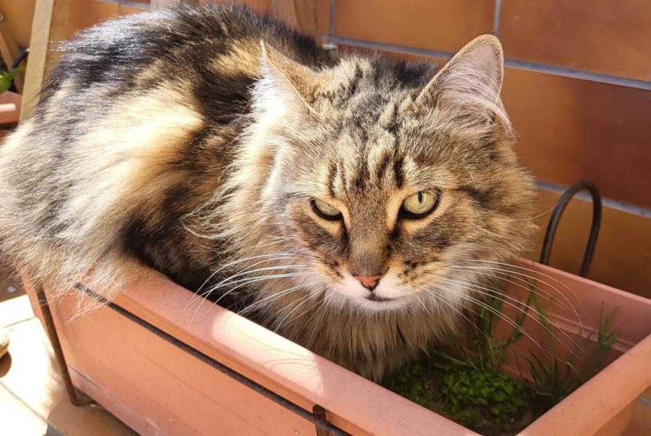 Alerta de Desaparición Gato cruce Macho , 6 años Le Barcarès Francia