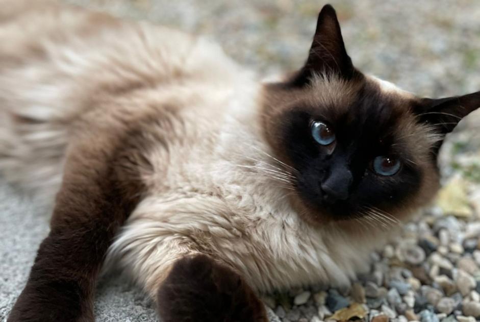 Alerta de Desaparición Gato  Macho , 4 años Bry-sur-Marne Francia