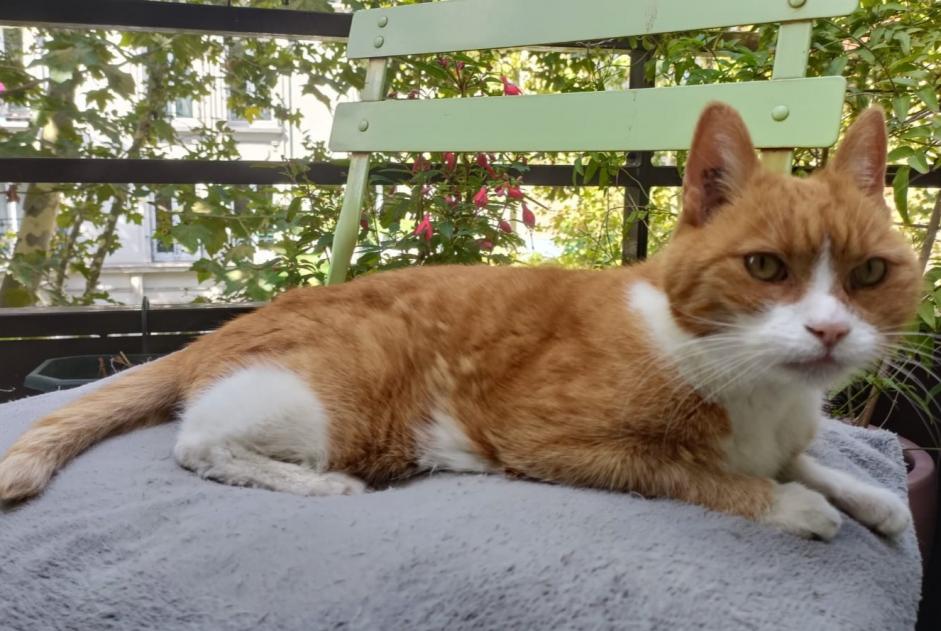 Alerte Disparition Chat Femelle , 15 ans Saint-Jean-de-Liversay France