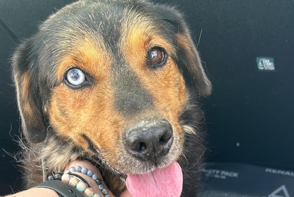 Alerte Découverte Chien croisement Inconnu Cappelle-en-Pévèle France