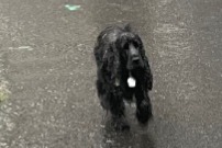 Ontdekkingsalarm Hond  Onbekend Clermont-Ferrand Frankrijk