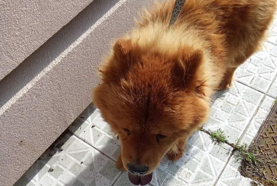 Alerta descoberta Cão  Fêmea Somain France