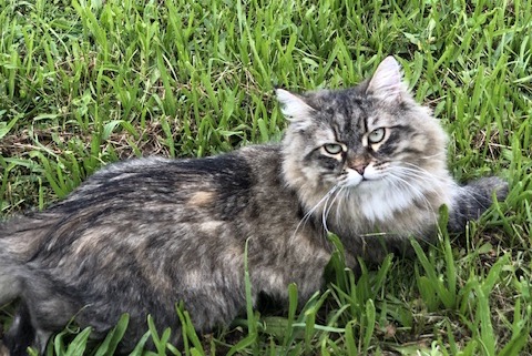 Alerta desaparecimento Gato  Fêmea , 2 anos L'Haÿ-les-Roses France